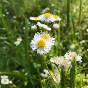 Meet your Posher, Ella